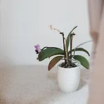 Rose Charme Apartment *